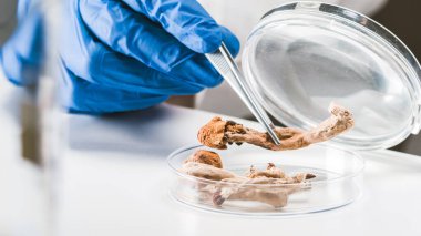 Psilosibin ve Sihirli Mantarlar