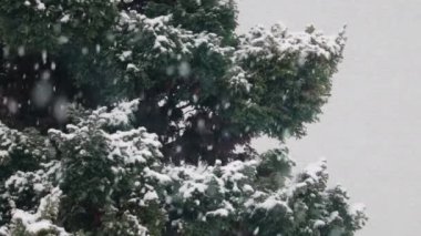 Köknar ağaçlarına düşen kar