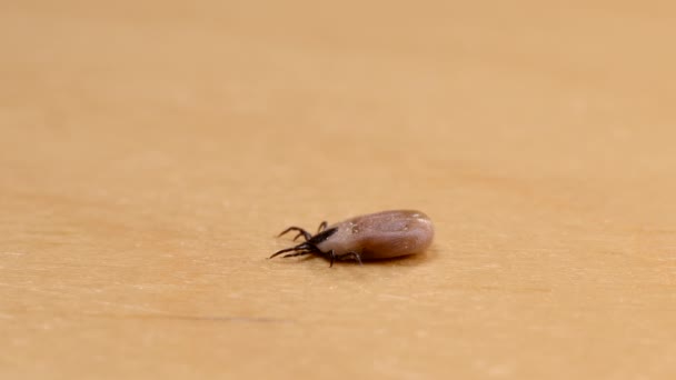 Enlarged tick on a leaf — Stock Video