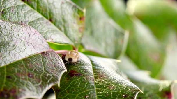 Enlarged tick on a leaf — Stock Video