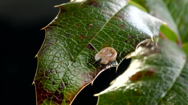 Coche agrandie sur une feuille — Video