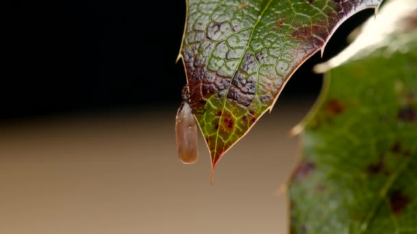 잎에 접힌 확대 된 진드기 — 비디오