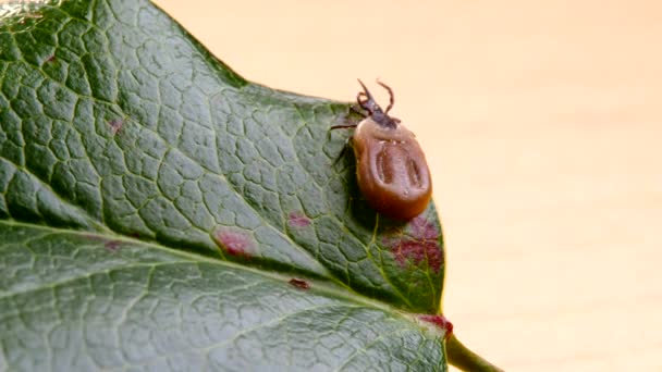 Coche agrandie sur une feuille — Video