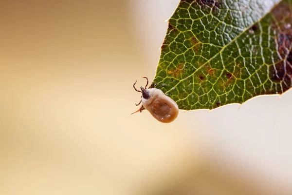 Enlarged tick on a leaf — Stock Photo, Image