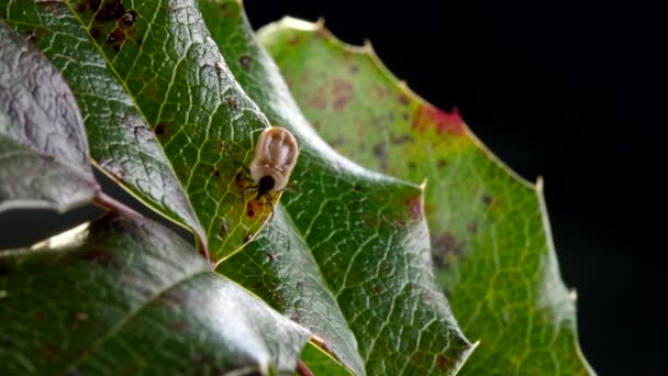 Enlarged tick on a leaf — Stock Video