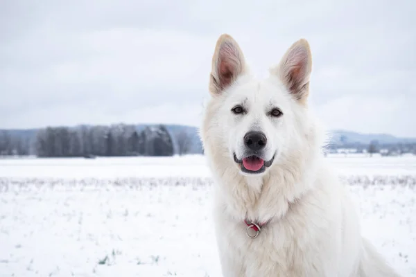 Cão pastor suíço branco na neve — Fotografia de Stock