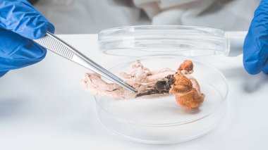 Psilosibin ve Sihirli Mantarlar