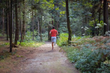 Orman boyunca uzanan arka plan