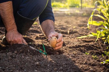 Patates tohumu ve bahçe çapası