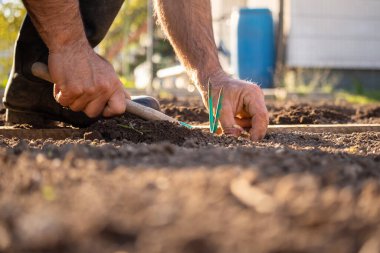 Patates tohumu ve bahçe çapası