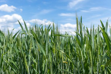 Yeşil buğday tarlası