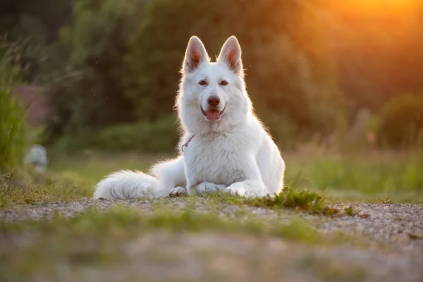 Perro pastor suizo blanco — Foto de Stock