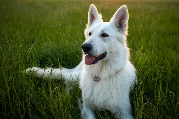 Witte Zwitserse herdershond — Stockfoto