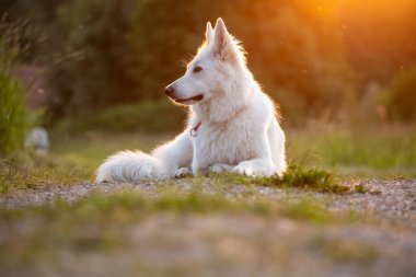 Beyaz İsviçre Çoban Köpeği