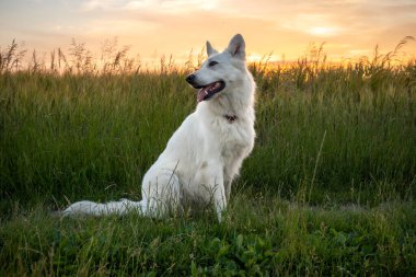 Beyaz İsviçre Çoban Köpeği