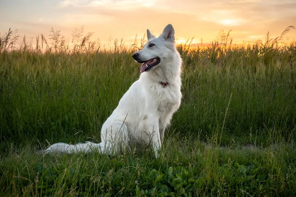 Beyaz İsviçre Çoban Köpeği