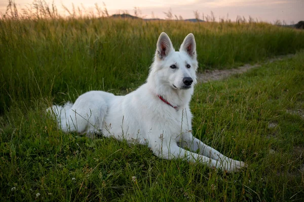 Beyaz İsviçre Çoban Köpeği