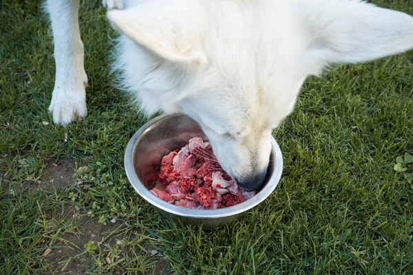 Carne cruda per cani — Foto Stock