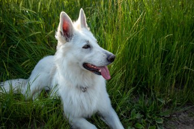 Beyaz İsviçre Çoban Köpeği