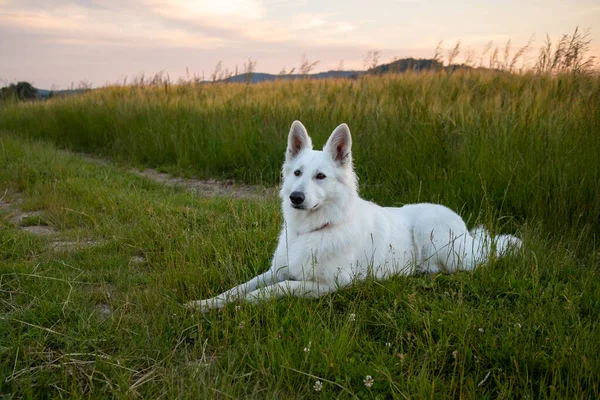 Vita schweiziska Shepherd Dog — Stockfoto