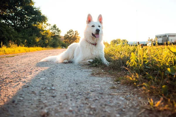 Vita schweiziska Shepherd Dog — Stockfoto