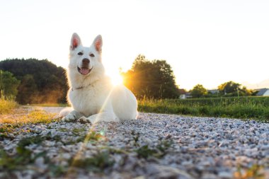 Beyaz İsviçre Çoban Köpeği