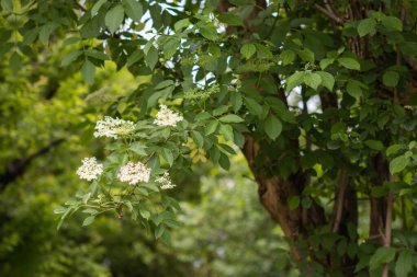 Güneş ışığında bir dal mürver çiçeği