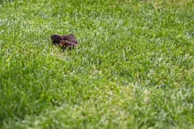 Çimlere köpek kakası.