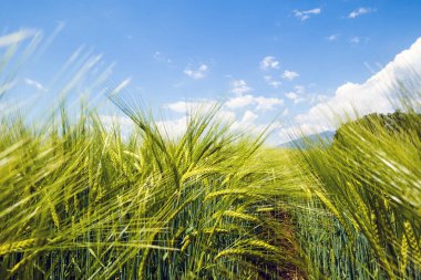 Buğday kulaklarından bak