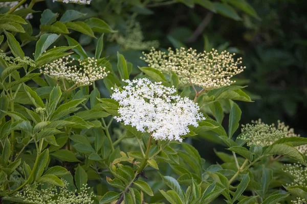 Bough of elderflower in sunlight — Stock Photo, Image