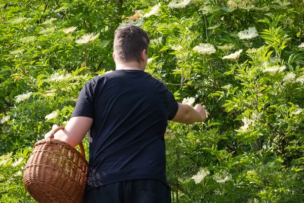 Recoger y poner flor de saúco en una canasta —  Fotos de Stock