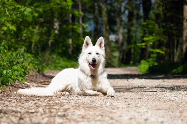 Anjing Gembala Swiss Putih — Stok Foto
