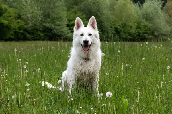 Beyaz İsviçre Çoban Köpeği — Stok fotoğraf