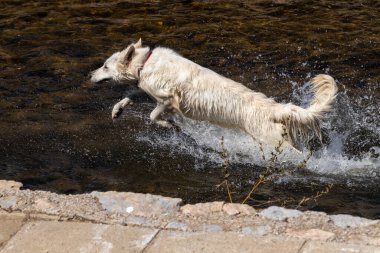 Beyaz İsviçre Çoban Köpeği