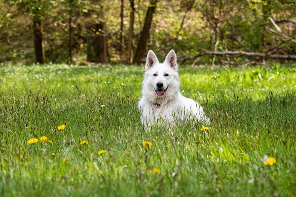 Weißer Schweizer Schäferhund — Stockfoto