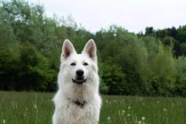 Cane pastore svizzero bianco — Foto Stock