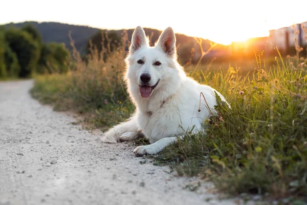 Witte Zwitserse herdershond — Stockfoto