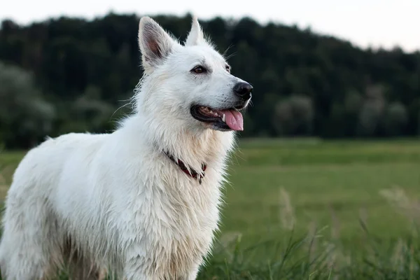 Vita schweiziska Shepherd Dog — Stockfoto