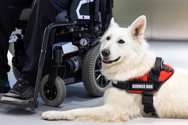Perro de servicio y persona con discapacidad — Foto de Stock