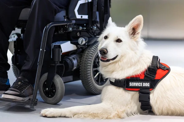 Hizmet köpeği ve engelli kişi
