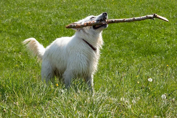 Anjing Gembala Swiss Putih — Stok Foto