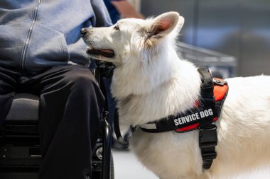 Hizmet köpeği ve engelli kişi