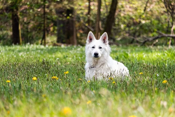Bílý švýcarský ovčák pes — Stock fotografie