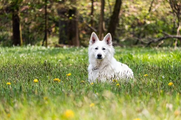 Perro pastor suizo blanco — Foto de Stock