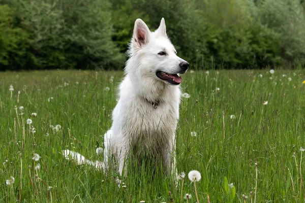 Perro pastor suizo blanco —  Fotos de Stock
