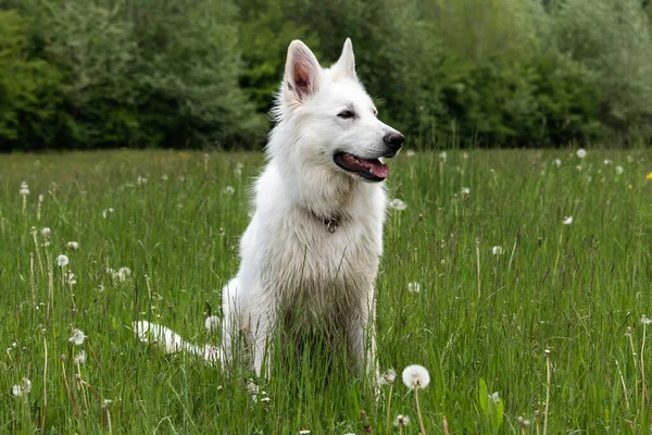 Anjing Gembala Swiss Putih — Stok Foto