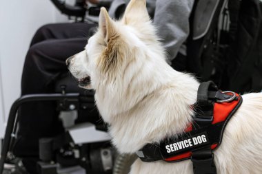 Hizmet köpeği ve engelli kişi