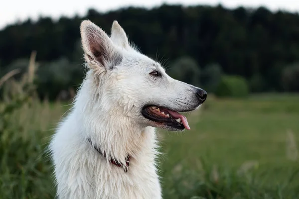 Witte Zwitserse herdershond — Stockfoto