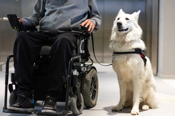 Perro de servicio y persona con discapacidad —  Fotos de Stock