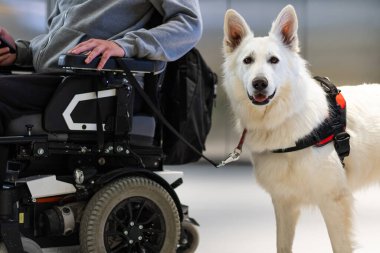 Hizmet köpeği ve engelli kişi
